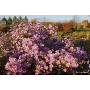 Erikinis astras ‘Pink Star’