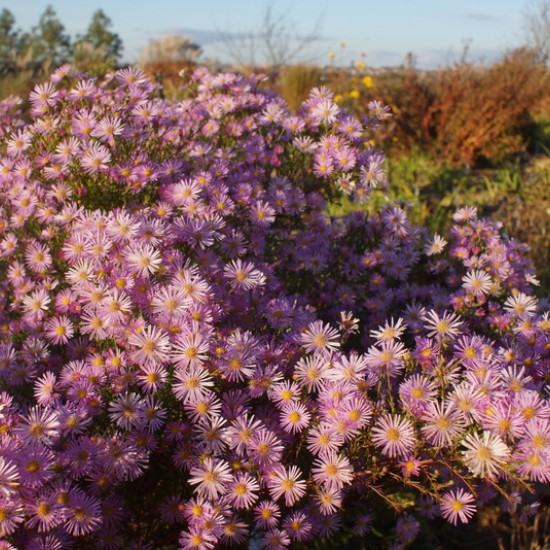 Erikinis astras ‘Pink Star’