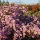 Erikinis astras ‘Pink Star’