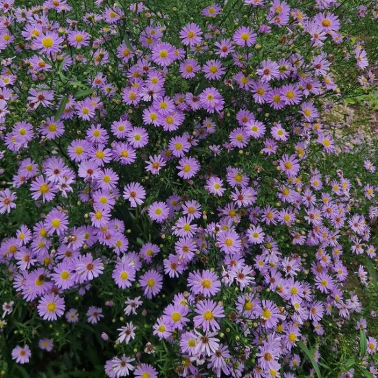 Astras 'Bluebird'