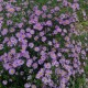 Astras 'Bluebird'