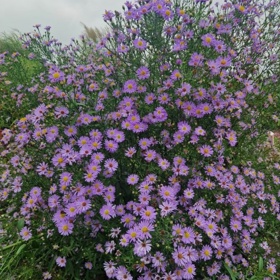 Astras 'Bluebird'
