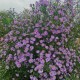 Astras 'Bluebird'