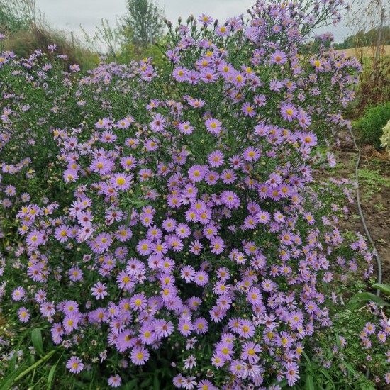 Astras 'Bluebird'