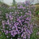 Astras 'Bluebird'