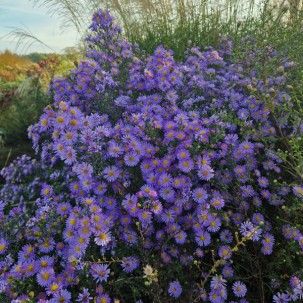 Erikinis astras ‘Blue Wonder’
