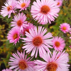 Šiurkščialapis astras ‘Harrington‘s Pink’