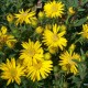 Astras ‘Golden Sunshine’