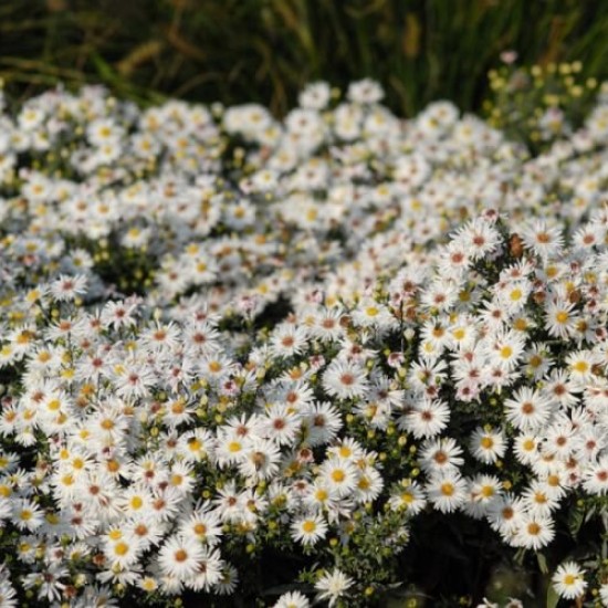 Krūminis astras 'Niobe' 
