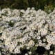 Krūminis astras 'Niobe' 