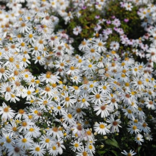 Krūminis astras 'Niobe' 