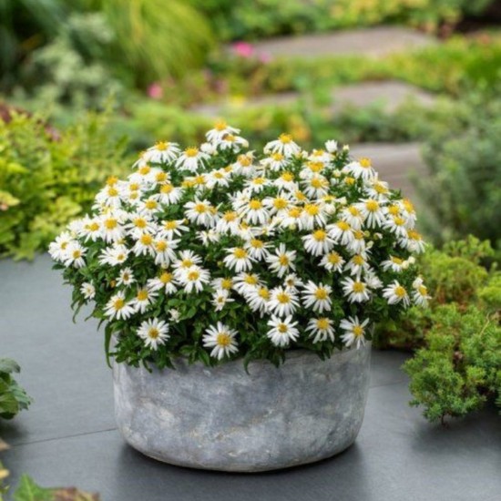 Krūminis astras 'Niobe' 
