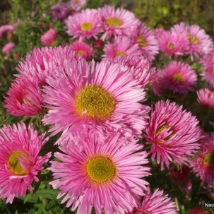 Šiurkščialapis astras ‘Rosa Sieger’