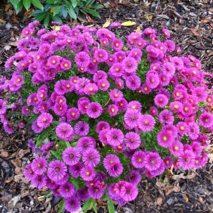 Krūminis astras ‘Starlight’