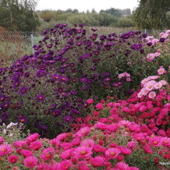 Šiurkščialapis astras ‘Violetta’