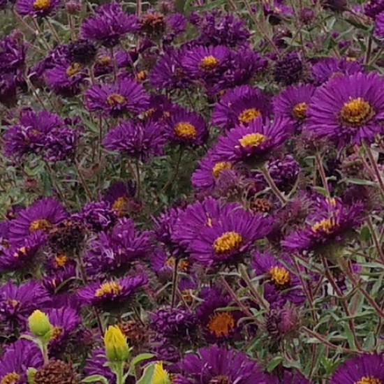 Šiurkščialapis astras ‘Violetta’