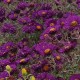 Šiurkščialapis astras ‘Violetta’