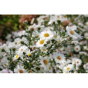 Virgininis astras ‘White Ladies’
