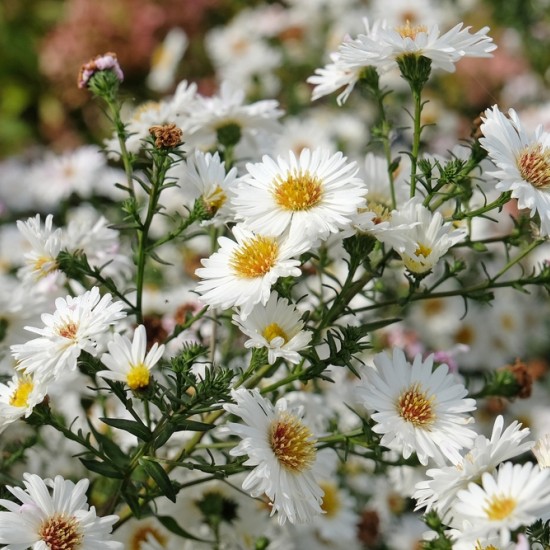 Virgininis astras ‘White Ladies’