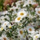 Virgininis astras ‘White Ladies’