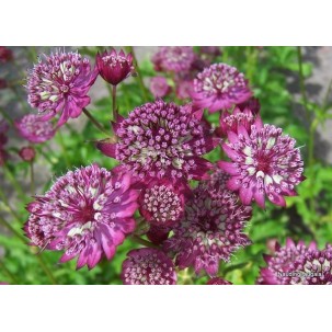 Astrancija ‘Rubra‘