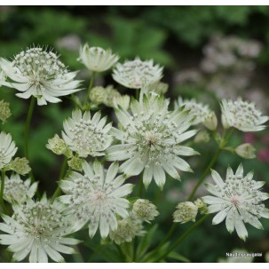 Didžioji astrancija ‘Princess Sturdza’