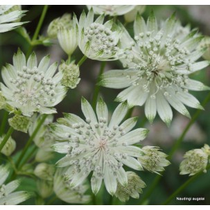 Didžioji astrancija ‘Princess Sturdza’