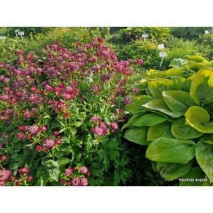 Astrancija ‘Rubra‘