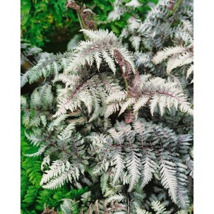 Blužniapapartis japoninis ‘Silver Lace’