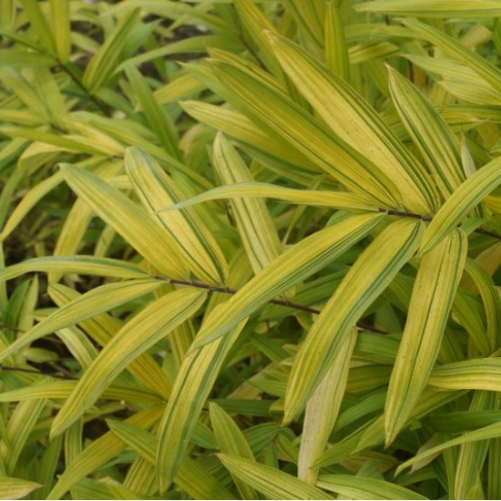 Bambukas (Arundinaria auricoma)