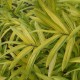 Bambukas (Arundinaria auricoma)