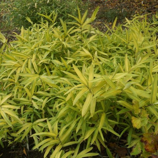 Bambukas (Arundinaria auricoma)