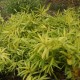Bambukas (Arundinaria auricoma)