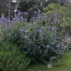 Bandrenis ‘Blue Globe’