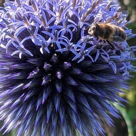 Bandrenis ‘Blue Globe’
