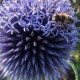 Bandrenis ‘Blue Globe’