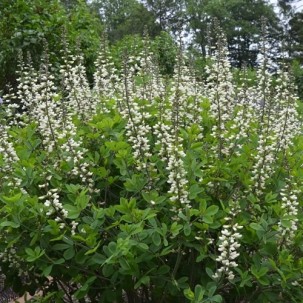Barškė (Baptisia leucantha)