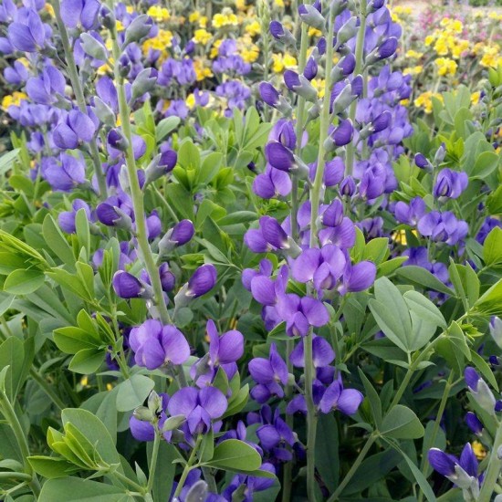 Barškė pietinė 'Caspian Blue'