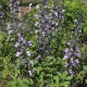 Barškė ‘Purple Smoke'