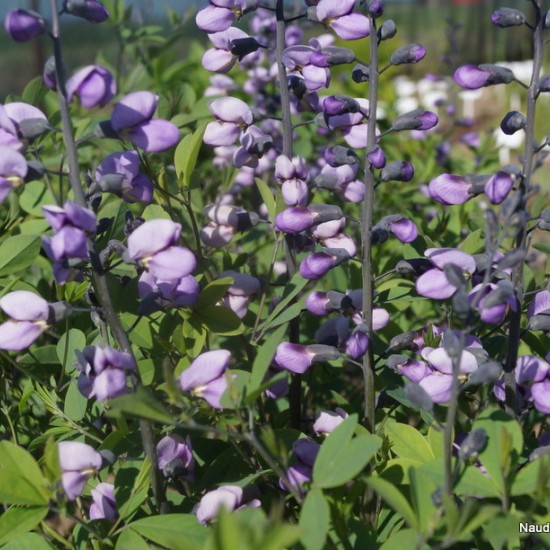 Barškė ‘Purple Smoke'