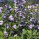 Barškė ‘Purple Smoke'
