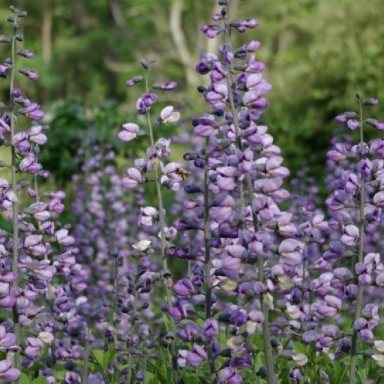 Barškė ‘Purple Smoke'