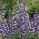 Barškė ‘Purple Smoke'