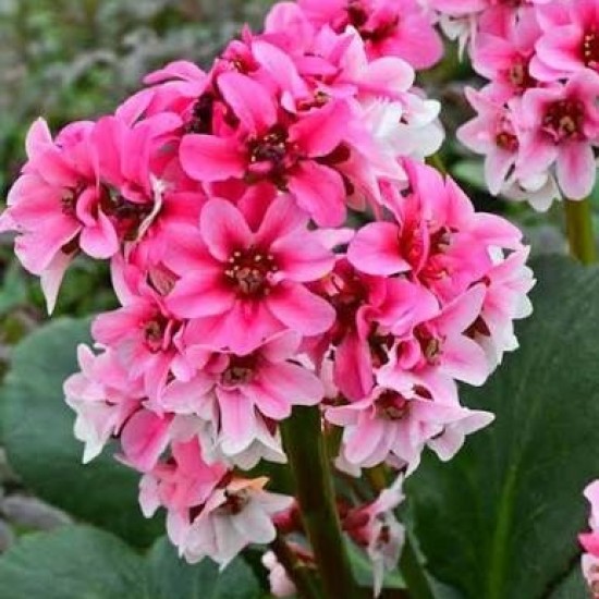 Bergenija 'Dragonfly Sakura'