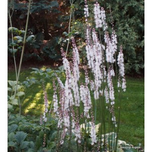 Blakėžudė (Cimicifuga japonica var. acerina)