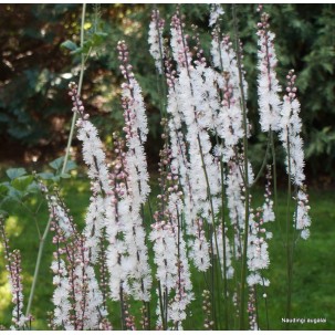 Blakėžudė (Cimicifuga japonica var. acerina)