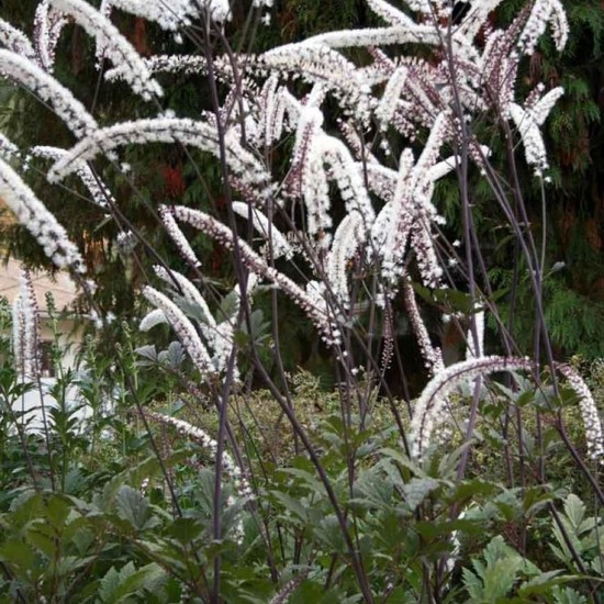 Blakėžudė paprastoji  'Atropurpurea' 