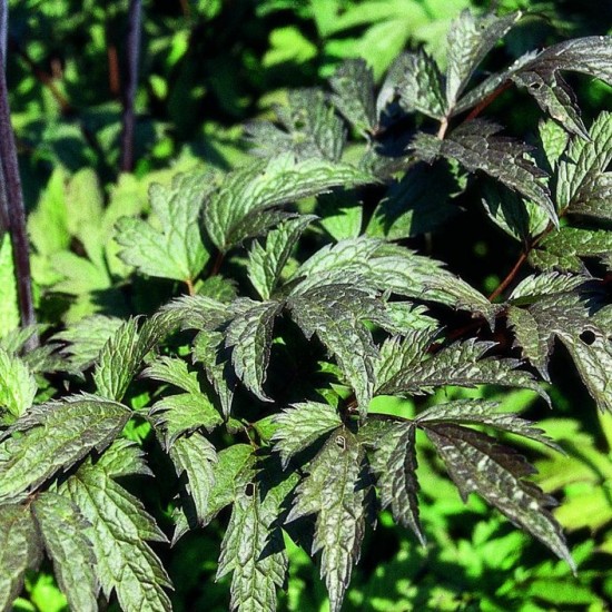 Blakėžudė paprastoji  'Atropurpurea' 