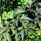 Blakėžudė paprastoji  'Atropurpurea' 