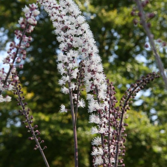 Blakėžudė paprastoji  'Atropurpurea' 